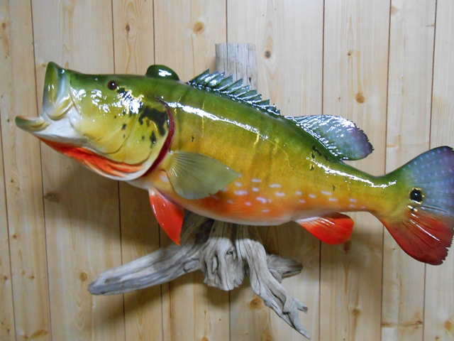 Peacock Bass fish
