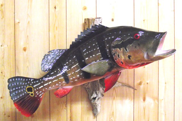 Peacock Bass fish