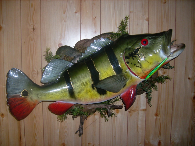 Peacock Bass fish