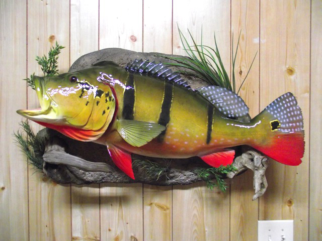 Peacock Bass fish