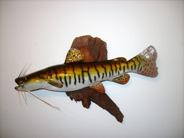 South American fish